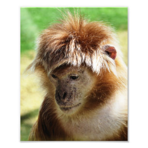 MONKEYS PHOTO PRINT