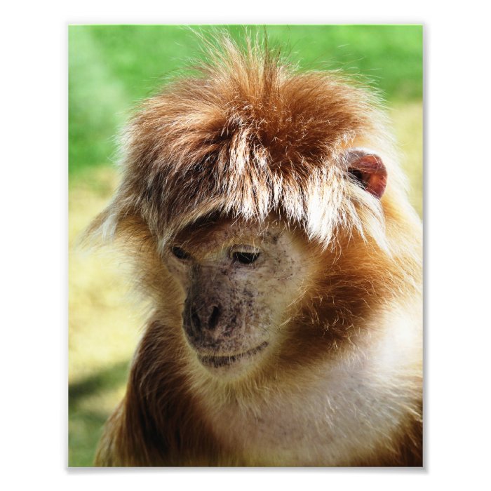 MONKEYS PHOTO PRINT