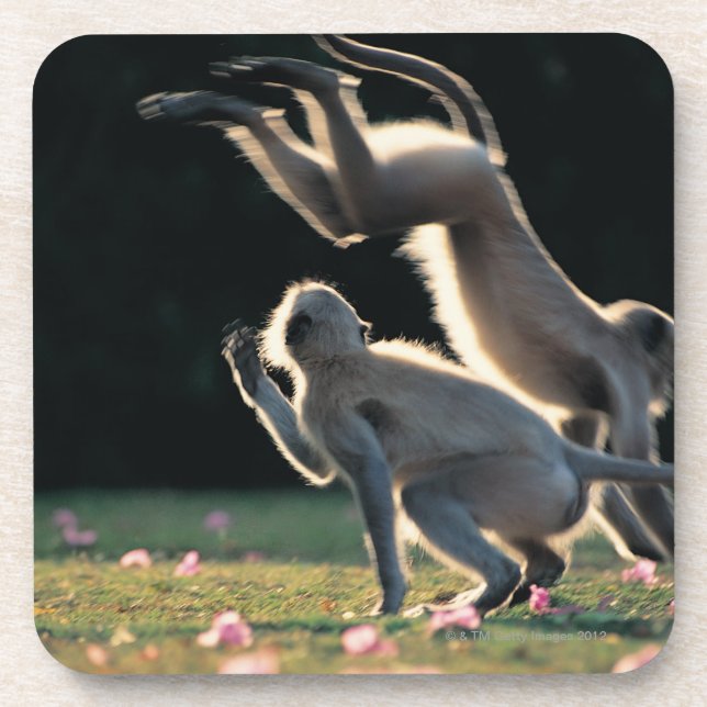 Monkeys playing drink coaster (Front)