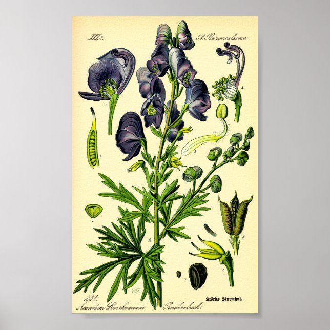 Monkshood (Aconitum napellus) Poster (Front)