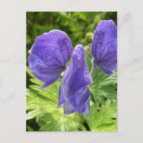 Monkshood Blossoms Unalaska Island Postcard