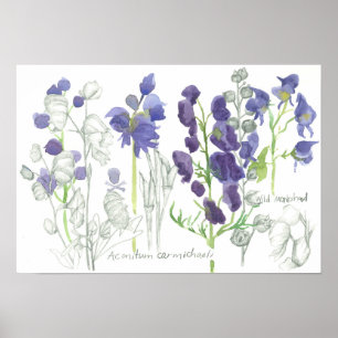 Monkshood Poisonous Plants Botanical Study Poster