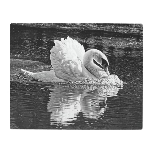 Monochrome Aggressive Beauty _ Mute Swan 16x20 Metal Print