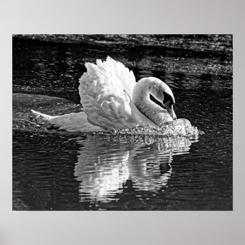 Monochrome Aggressive Beauty _ Mute Swan 16x20 Poster
