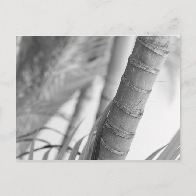 Monochrome Bamboo Postcard (Front)