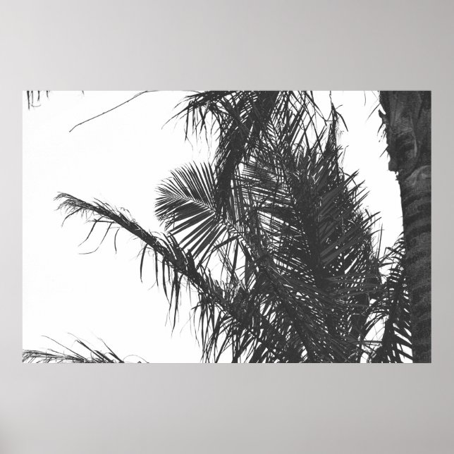 Monochrome Black White Palm Tree Leaves Poster (Front)