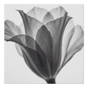 Monochrome botanical fine art photograph faux canvas print