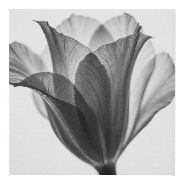 Monochrome botanical fine art photograph faux canvas print (Front)