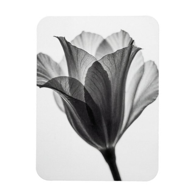 Monochrome botanical fine art photograph magnet (Vertical)