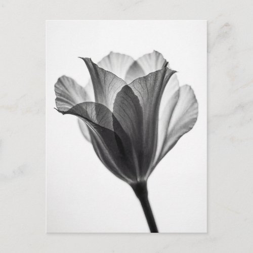 Monochrome botanical fine art photograph postcard
