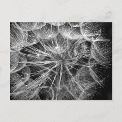 Monochrome Dandelion Seed Macro Postcard