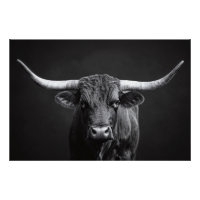 Monochrome Longhorn Steer Cattle