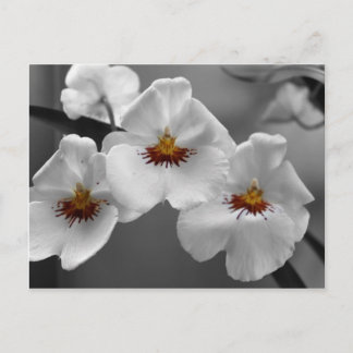 Monochrome Orchids Postcard