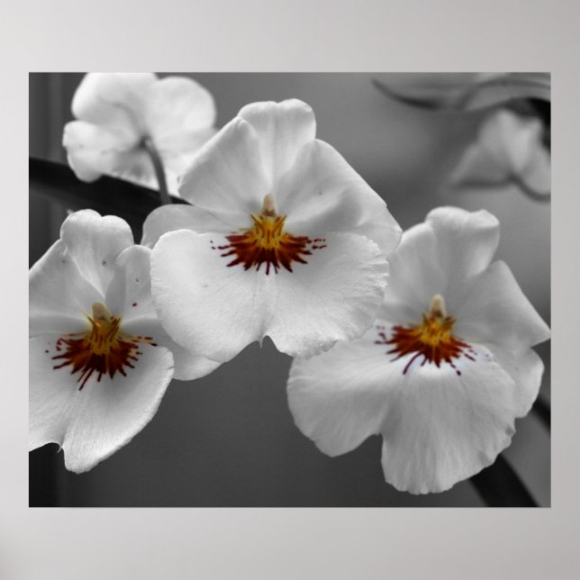 Monochrome Orchids Poster (Front)