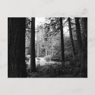 Monochrome Relief from Forest Darkness Postcard