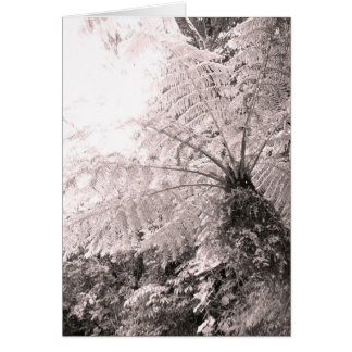 Monochrome Tree Fern