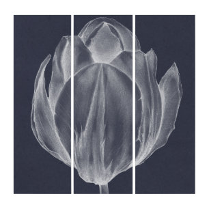 Monochrome Tulip I Triptych