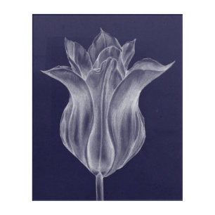 Monochrome Tulip III Acrylic Print