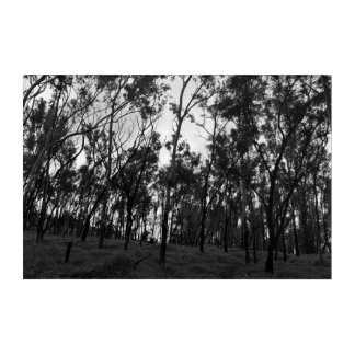 Monochrome Woodland Acrylic Print