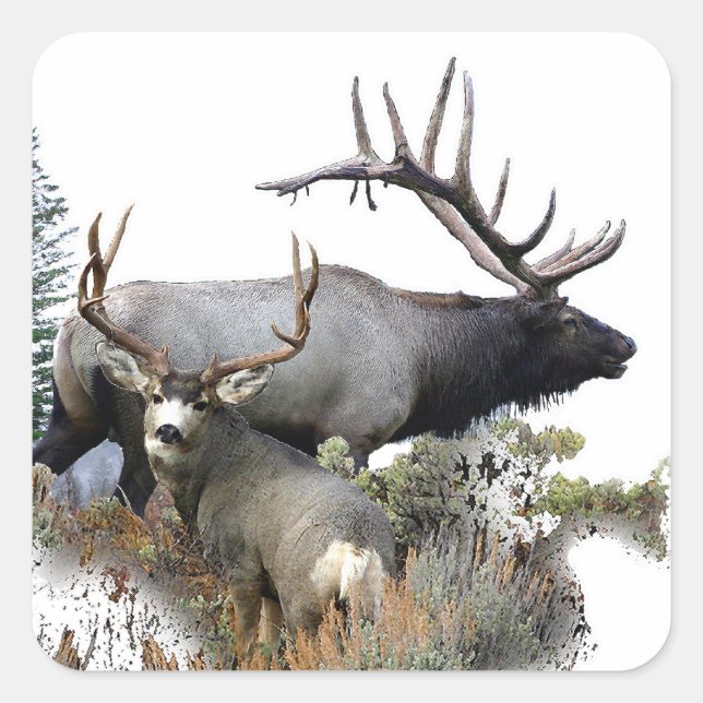 Monster bull trophy buck square sticker (Front)