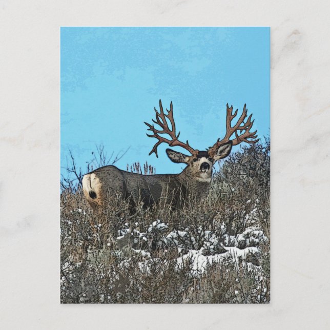 Monster mule deer buck postcard (Front)