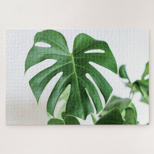 Monstera Deliciosa Green Leaves 1024 pieces Jigsaw Puzzle