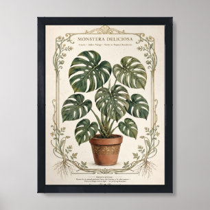 Monstera Deliciosa Vintage Botanical Poster Framed