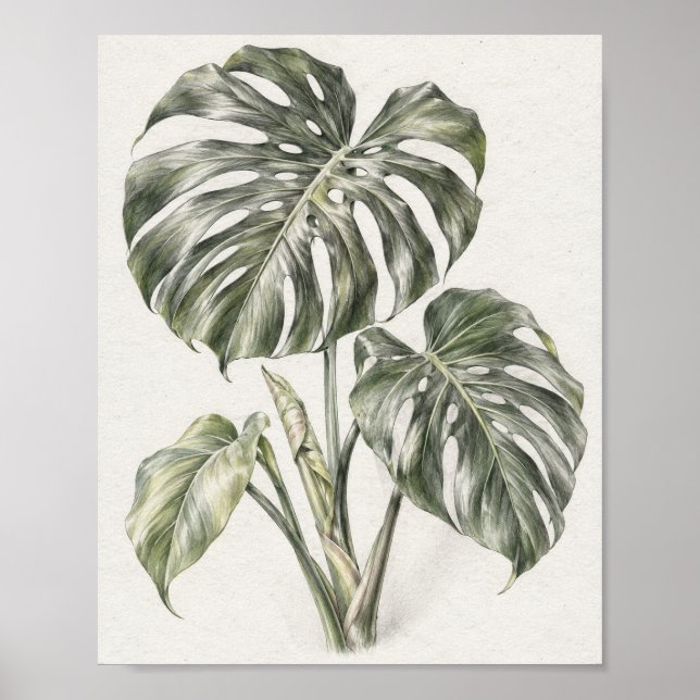 Monstera Leaf Graphite Study 30 Poster (Front)