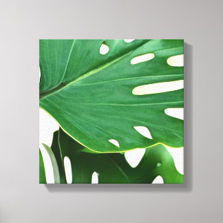 Monstera Leaves Canvas Print