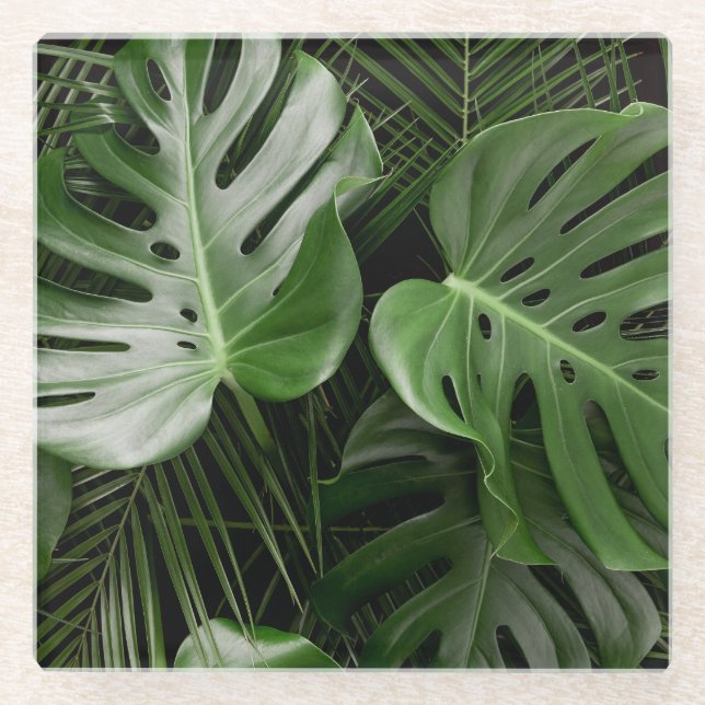 Monstera leaves, luxury tropical layout. glass coaster (Front)