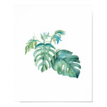 Monstera