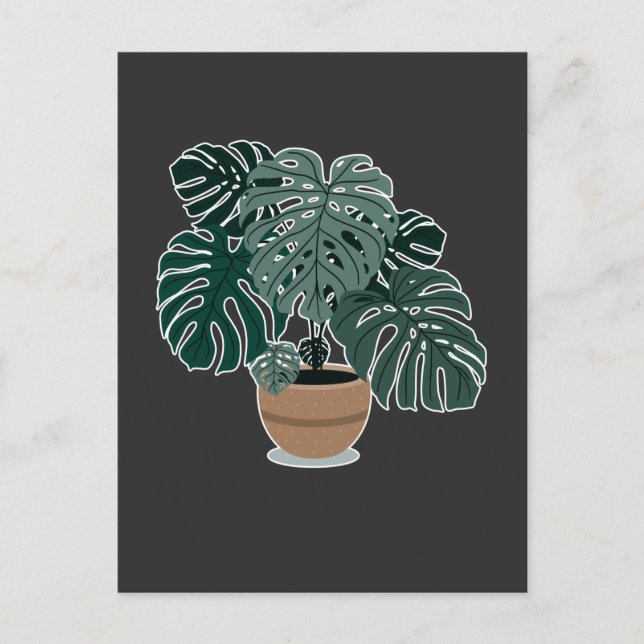 Monstera Plant Beautiful Houseplant Postcard (Front)