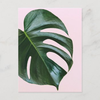 Monstera Tropical Leaf Postcard by intothewild at Zazzle
