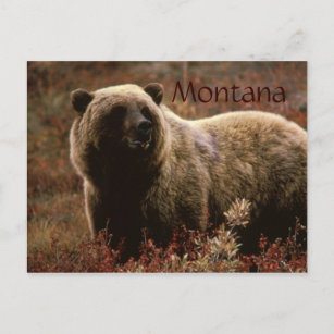 Montana grizzly bear postcard