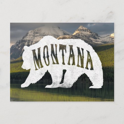 Montana Grizzly Bear postcard