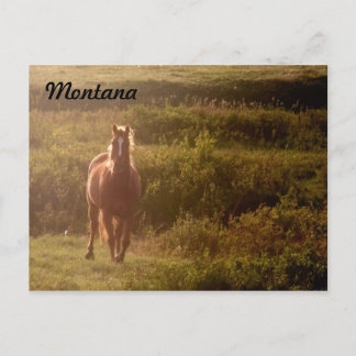 Montana Horse Postcard