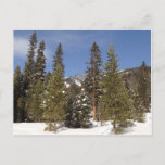 Montana Mountain Trails in Winter Landscape Photo Postcard