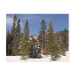 Montana Mountain Trails in Winter Landscape Photo Postcard