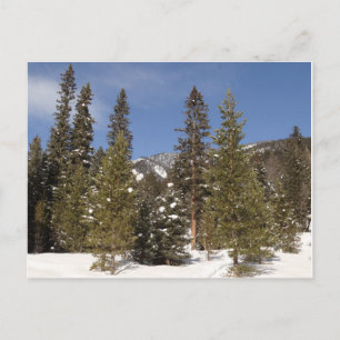 Montana Mountain Trails in Winter Landscape Photo Postcard