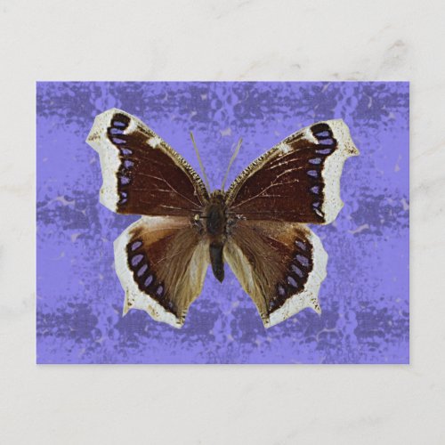 Montana Mourning Cloak Butterfly Postcard
