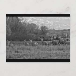 MONTANA POSTCARD