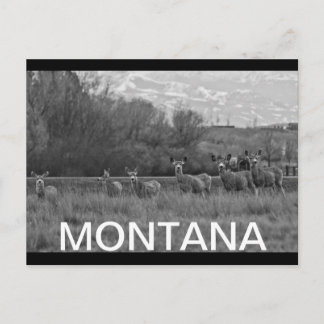 MONTANA POSTCARD