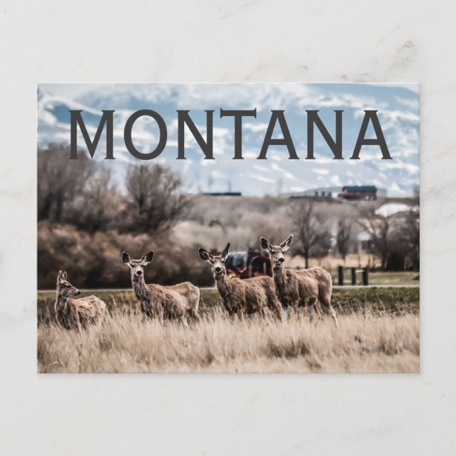 MONTANA POSTCARD (Front)