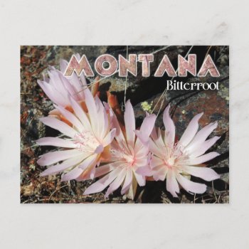 Montana State Flower: Bitterroot Postcard by HTMimages at Zazzle