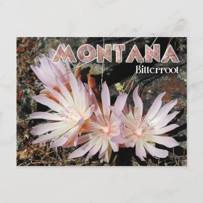 Montana State Flower Bitterroot Postcard Zazzle Com