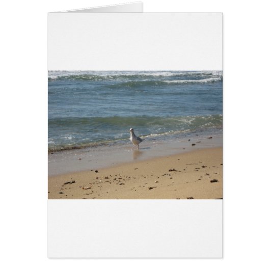 Montauk beach seagull love (Front)