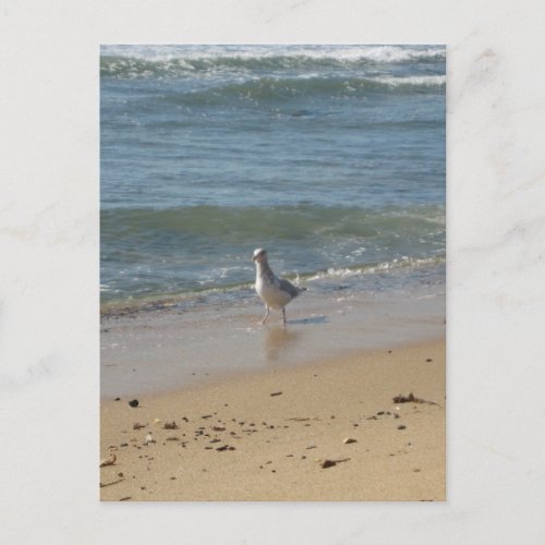 Montauk beach seagull love postcard