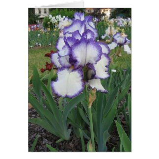 Montclair Iris Cards
