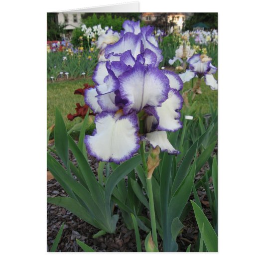Montclair Iris Cards (Front)
