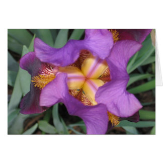 Montclair Iris Cards